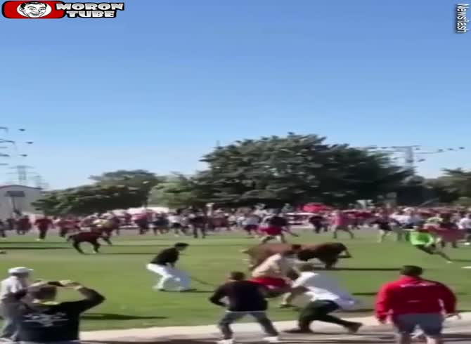 Video :It was inappropriate for him to play hide-and-seek with a bull